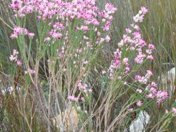 Erica articularis slender bush